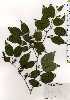  ( - TW025217)  @11 [ ] Copyright (2021) Unspecified Forestry and Forest Products Research Institute