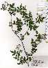  ( - TW025218)  @11 [ ] Copyright (2021) Unspecified Forestry and Forest Products Research Institute