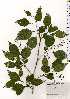  ( - TW025222)  @11 [ ] Copyright (2021) Unspecified Forestry and Forest Products Research Institute