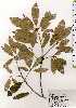  ( - TW025233)  @11 [ ] Copyright (2021) Unspecified Forestry and Forest Products Research Institute