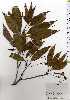  ( - TW025234)  @11 [ ] Copyright (2021) Unspecified Forestry and Forest Products Research Institute