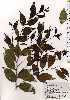  ( - TW025237)  @11 [ ] Copyright (2021) Unspecified Forestry and Forest Products Research Institute