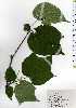 ( - TW025239)  @11 [ ] Copyright (2021) Unspecified Forestry and Forest Products Research Institute