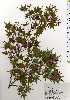  ( - TW025241)  @11 [ ] Copyright (2021) Unspecified Forestry and Forest Products Research Institute