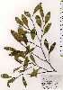  ( - TW025244)  @11 [ ] Copyright (2021) Unspecified Forestry and Forest Products Research Institute
