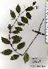  ( - TW025251)  @11 [ ] Copyright (2021) Unspecified Forestry and Forest Products Research Institute