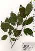  ( - TW025253)  @11 [ ] Copyright (2021) Unspecified Forestry and Forest Products Research Institute