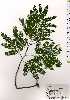 ( - TW025256)  @11 [ ] Copyright (2021) Unspecified Forestry and Forest Products Research Institute