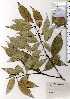  ( - TW025260)  @11 [ ] Copyright (2021) Unspecified Forestry and Forest Products Research Institute