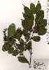  ( - TW025262)  @11 [ ] Copyright (2021) Unspecified Forestry and Forest Products Research Institute