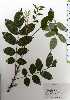  ( - TW025267)  @11 [ ] Copyright (2021) Unspecified Forestry and Forest Products Research Institute
