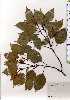  ( - TW025268)  @11 [ ] Copyright (2021) Unspecified Forestry and Forest Products Research Institute