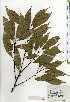  ( - TW025272)  @11 [ ] Copyright (2021) Unspecified Forestry and Forest Products Research Institute