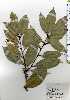  ( - TW025282)  @11 [ ] Copyright (2021) Unspecified Forestry and Forest Products Research Institute