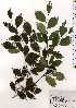  ( - TW025289)  @11 [ ] Copyright (2021) Unspecified Forestry and Forest Products Research Institute