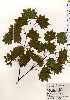  ( - TW025292)  @11 [ ] Copyright (2021) Unspecified Forestry and Forest Products Research Institute