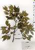  ( - TW025293)  @11 [ ] Copyright (2021) Unspecified Forestry and Forest Products Research Institute