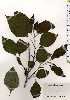  ( - TW025295)  @11 [ ] Copyright (2021) Unspecified Forestry and Forest Products Research Institute