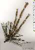  ( - TW025313)  @11 [ ] Copyright (2021) Unspecified Forestry and Forest Products Research Institute