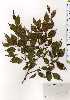  ( - TW025317)  @11 [ ] Copyright (2021) Unspecified Forestry and Forest Products Research Institute