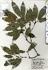  ( - TW025330)  @11 [ ] Copyright (2021) Unspecified Forestry and Forest Products Research Institute