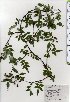  ( - TW025339)  @11 [ ] Copyright (2021) Unspecified Forestry and Forest Products Research Institute