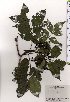  ( - TW025340)  @11 [ ] Copyright (2021) Unspecified Forestry and Forest Products Research Institute