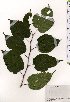  ( - TW025355)  @11 [ ] Copyright (2021) Unspecified Forestry and Forest Products Research Institute