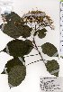  ( - TW025363)  @11 [ ] Copyright (2021) Unspecified Forestry and Forest Products Research Institute