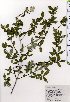  ( - TW025368)  @11 [ ] Copyright (2021) Unspecified Forestry and Forest Products Research Institute