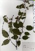  ( - TW025369)  @11 [ ] Copyright (2021) Unspecified Forestry and Forest Products Research Institute