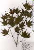  ( - TW025374)  @11 [ ] Copyright (2021) Unspecified Forestry and Forest Products Research Institute