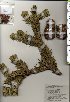  ( - TW025380)  @11 [ ] Copyright (2021) Unspecified Forestry and Forest Products Research Institute