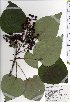  ( - TW025392)  @11 [ ] Copyright (2021) Unspecified Forestry and Forest Products Research Institute