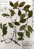  ( - TW025394)  @11 [ ] Copyright (2021) Unspecified Forestry and Forest Products Research Institute