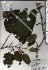  ( - TW025400)  @11 [ ] Copyright (2021) Unspecified Forestry and Forest Products Research Institute