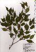  ( - TW025418)  @11 [ ] Copyright (2021) Unspecified Forestry and Forest Products Research Institute