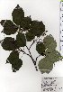  ( - TW025419)  @11 [ ] Copyright (2021) Unspecified Forestry and Forest Products Research Institute