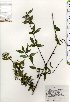  ( - TW025421)  @11 [ ] Copyright (2021) Unspecified Forestry and Forest Products Research Institute