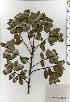  ( - TW025432)  @11 [ ] Copyright (2021) Unspecified Forestry and Forest Products Research Institute