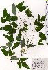  (Dumasia - TW025443)  @11 [ ] Copyright (2021) Unspecified Forestry and Forest Products Research Institute