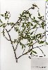 ( - TW025446)  @11 [ ] Copyright (2021) Unspecified Forestry and Forest Products Research Institute