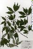  ( - TW025447)  @11 [ ] Copyright (2021) Unspecified Forestry and Forest Products Research Institute