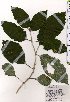  (Comanthosphace - TW025449)  @11 [ ] Copyright (2021) Unspecified Forestry and Forest Products Research Institute