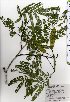  ( - TW025455)  @11 [ ] Copyright (2021) Unspecified Forestry and Forest Products Research Institute