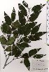  ( - TW025460)  @11 [ ] Copyright (2021) Unspecified Forestry and Forest Products Research Institute