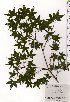  ( - TW025467)  @11 [ ] Copyright (2021) Unspecified Forestry and Forest Products Research Institute