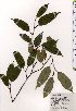  ( - TW025475)  @11 [ ] Copyright (2021) Unspecified Forestry and Forest Products Research Institute