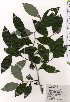  ( - TW025477)  @11 [ ] Copyright (2021) Unspecified Forestry and Forest Products Research Institute
