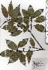  ( - TW025478)  @11 [ ] Copyright (2021) Unspecified Forestry and Forest Products Research Institute